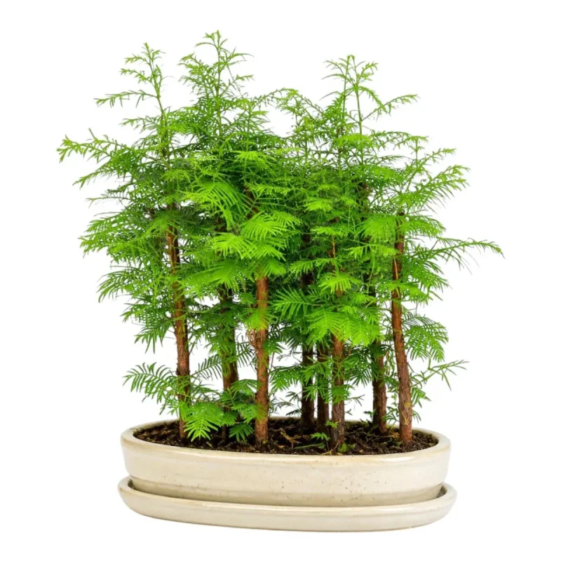 Metasequoia Bonsai