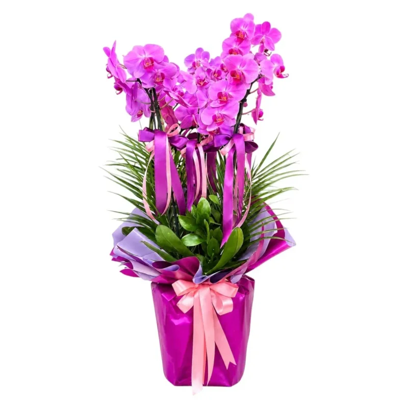 Fuşya Phalaenopsis Orkide Saksısı