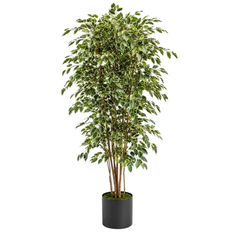 Yapay Variegata Benjamin Ağacı
