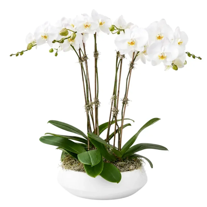 Beyaz Orkide Premium Phalaenopsis Saksı Aranjmanı