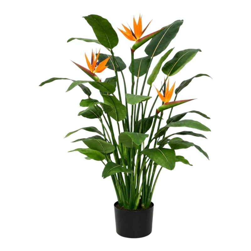 Tropical Paradise Bird of Paradise Plant
