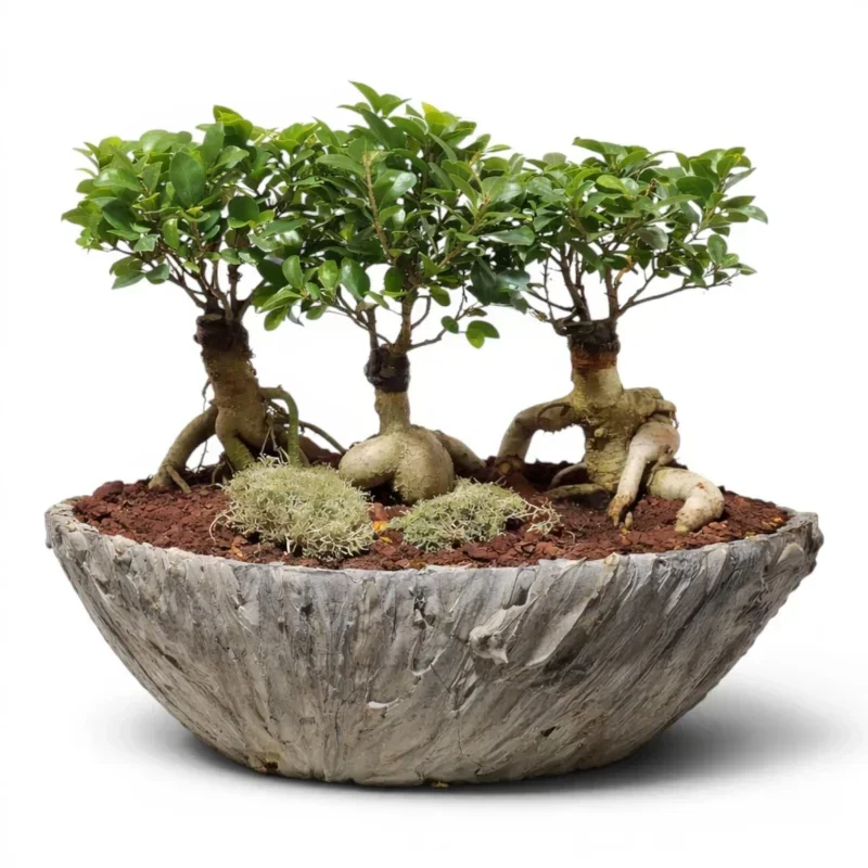Taş Kâsede Üçlü Ginseng Bonsai