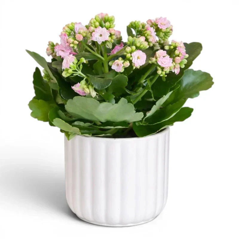 Pembe Kalanchoe (Beyaz Seramik Saksıda)