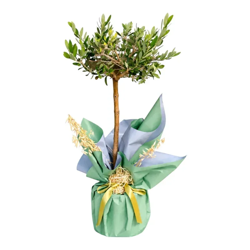 Ege Esintisi – Premium Zeytin Ağacı (Olive Tree)